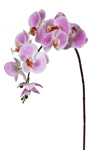 ZAROS Falenopsis Fresh touch Roz Indien 97cm AX318