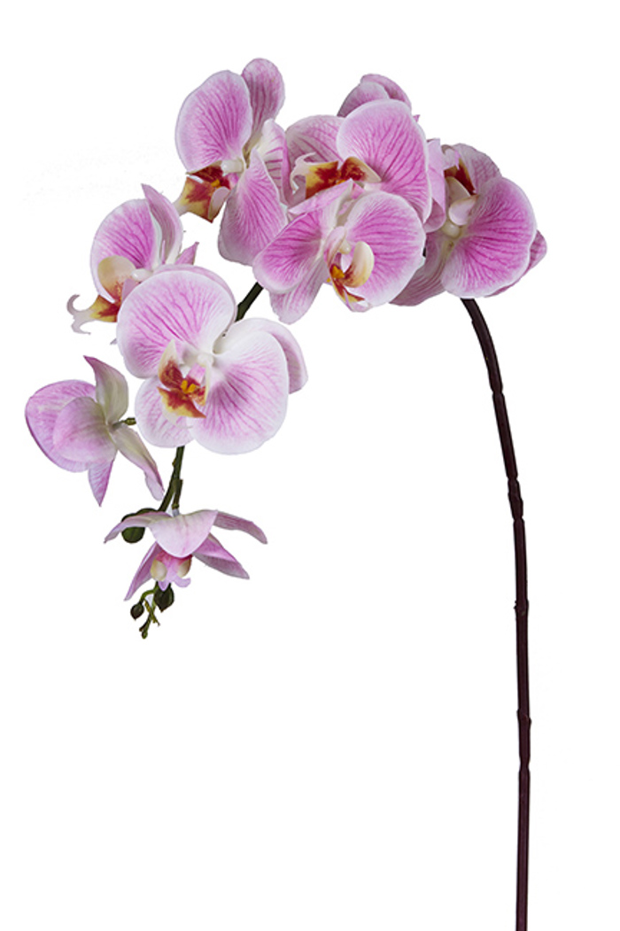 ZAROS Falenopsis Fresh touch Roz Indien 97cm AX318