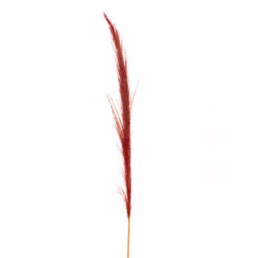 Iliadis Κόκκινο Κλαδί Pampas 150cm 84707