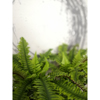 Liberta-Maison Boston Fern Futo Texnito Se Gastra 36cm Polyester Prasino PE/PP 022411