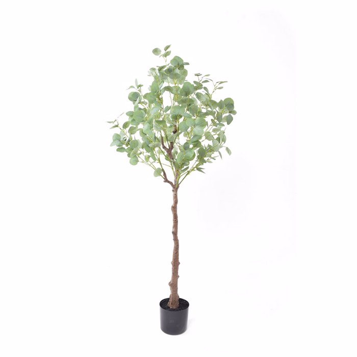 Liberta-Maison Silver Dollar Eucalyptus Dentro Texnito se Gastra 150cm PE Prasino Metaxoto ufasma 029878