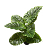 Liberta - Maison TARO Futo Texnito se Gastra PEVA Prasino 35cm 032218