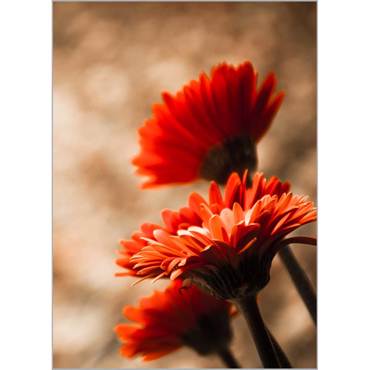Ρόλερ με Ψηφιακή Εκτύπωση 'Red Gerberas' Α1509