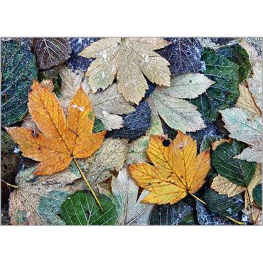Ρόλερ με Ψηφιακή Εκτύπωση 'Autumn Leaves' Α1807
