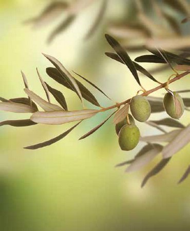 Ρόλερ με Ψηφιακή Εκτύπωση ''Olive Leaf'' E302