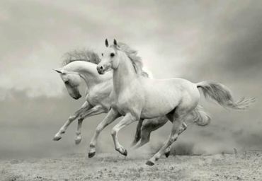 ΡΟΛΕΡ ΜΕ ΨΗΦΙΑΚΗ ΕΚΤΥΠΩΣΗ ΑΛΟΓΑ 'GALLOPING HORSES' E171