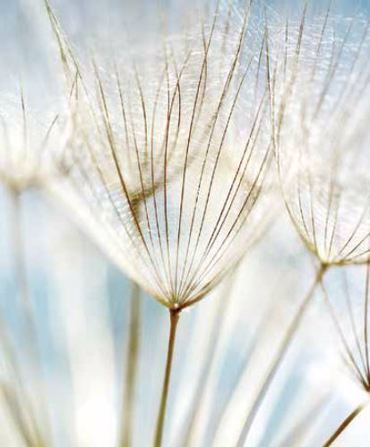 Ρόλερ με Ψηφιακή Εκτύπωση Πικραλίδες 'Dandelion Flowers' E388