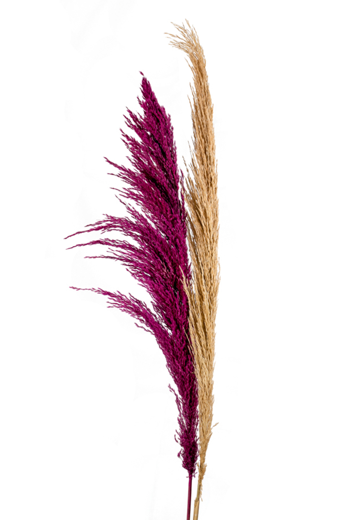 Zen Collection Louloudi Pampas Fusika Apoxirameno 120cm se 2 Xromata 47169