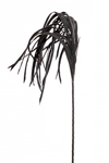 Zen Collection Louloudi Kremasto Mavro 120cm 47309